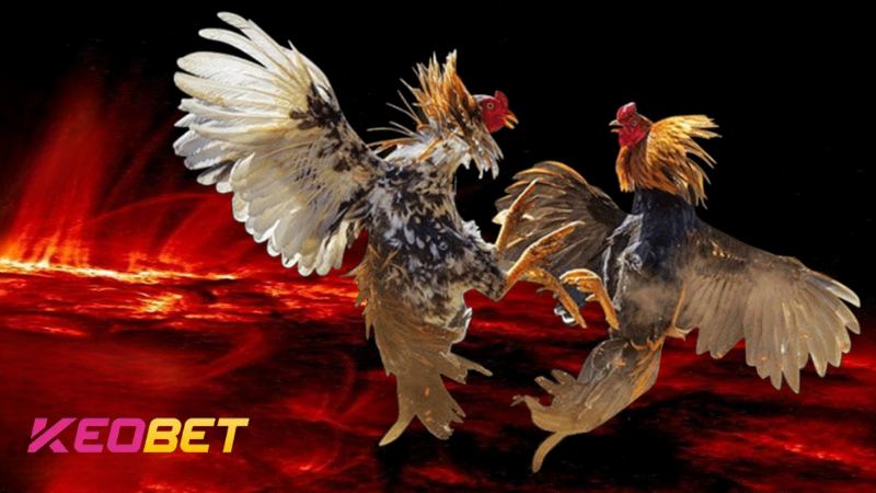 เคล็ดลับสู่ชัยชนะครั้งใหญ่ในการชนไก่ Iron-Spur สำหรับมือใหม่ Keobet