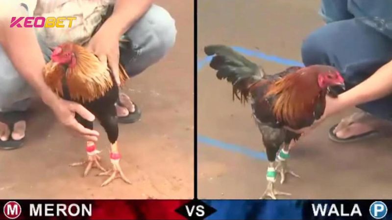 คุณสามารถเลือก Meron หรือ Wala ได้เมื่อเข้าร่วมการชนไก่สดที่เจ้ามือรับพนัน Keobet
