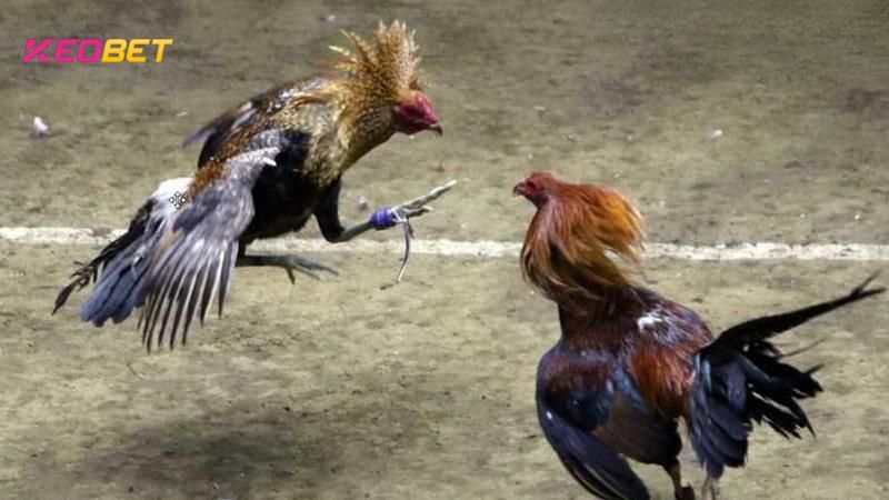 การชนไก่แบบดราม่า: กฎกติกาและสนามชนไก่ชื่อดัง