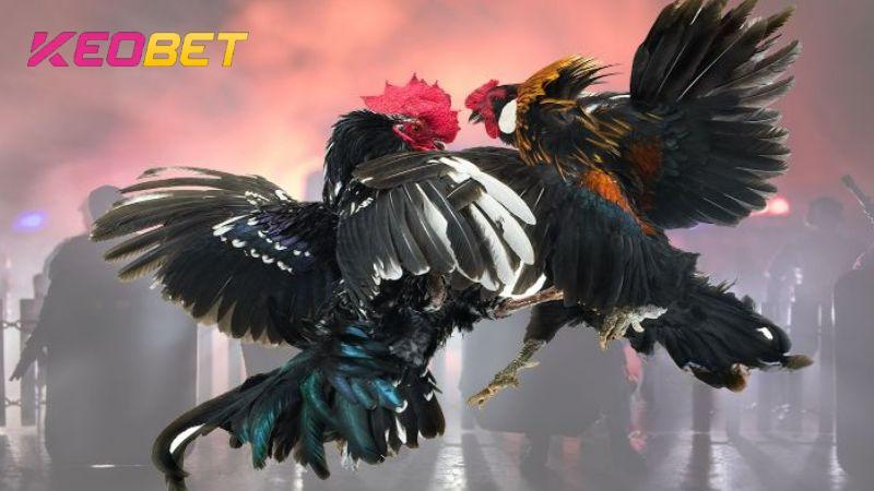 ไก่ชน C1 | กฎและเคล็ดลับสำหรับการชนะเดิมพันที่ Keobet