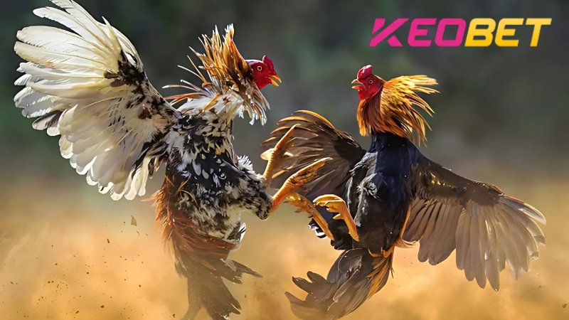 การชนไก่ที่ Thomo - ประสบการณ์การเดิมพันที่น่าตื่นเต้นสำหรับนักพนันทุกคน