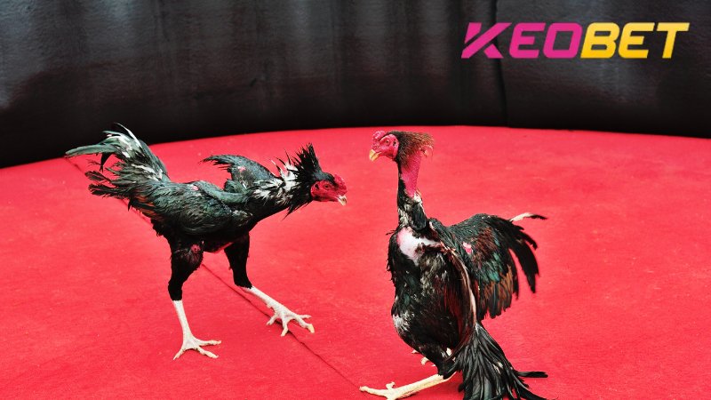 การชนไก่ในโทโมมีข้อดีหลายประการ โดยดึงดูดผู้เล่นจำนวนมากให้เข้าร่วม