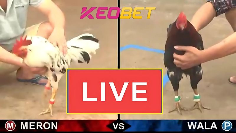 ไก่ชน Keobet C1 สุดมันส์ ดึงดูดนักพนันมากมาย