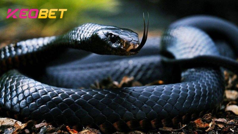 คีโอเบต ทำนายฝันเห็นงู เป็นลางดีหรือลางร้าย?