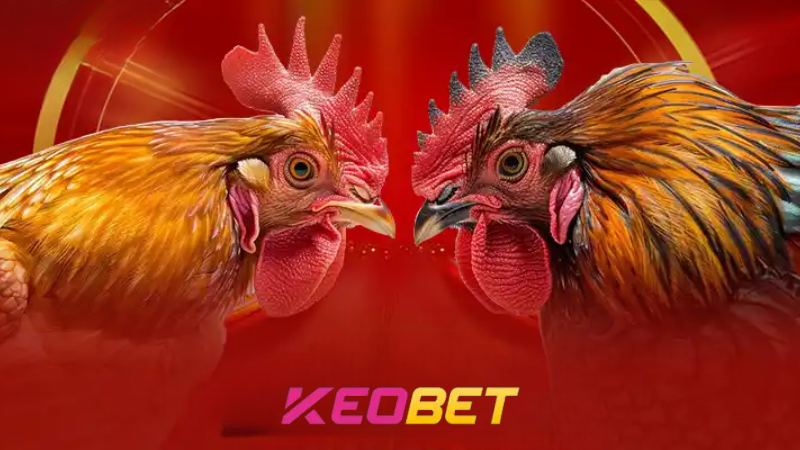 การชนไก่ด้วยเดือยเหล็กเป็นรูปแบบหนึ่งของการแข่งขันที่นักพนันหลายคนใน Keobet ชื่นชอบ