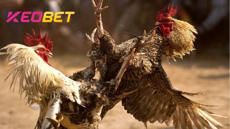 ไก่ชน C1 ที่ Keobet คืออะไร?