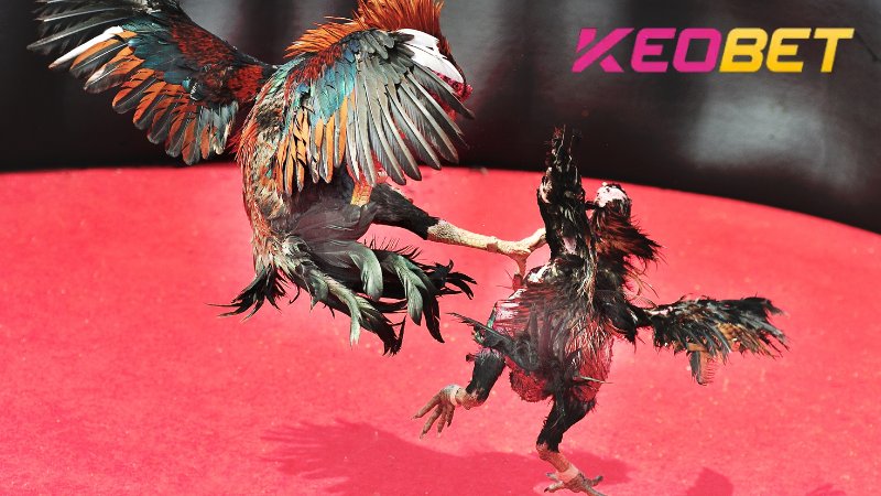 ผู้เล่นจะต้องศึกษาไก่ชนอย่างละเอียดถี่ถ้วนก่อนที่จะวางเดิมพันไก่ชนที่ Thomo