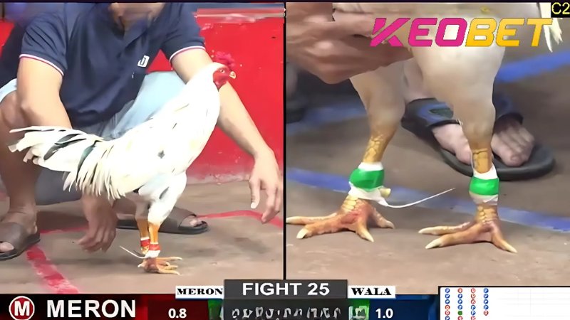 กฎกติกาการชนไก่ใน Thomo ที่เจ้ามือรับพนัน Keobet นั้นค่อนข้างเรียบง่ายและเข้าใจง่าย