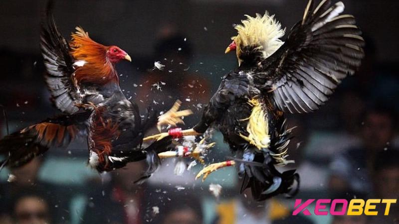 กฎกติกาการชนไก่ขั้นพื้นฐาน C1 ที่เจ้ามือรับพนัน Keobet