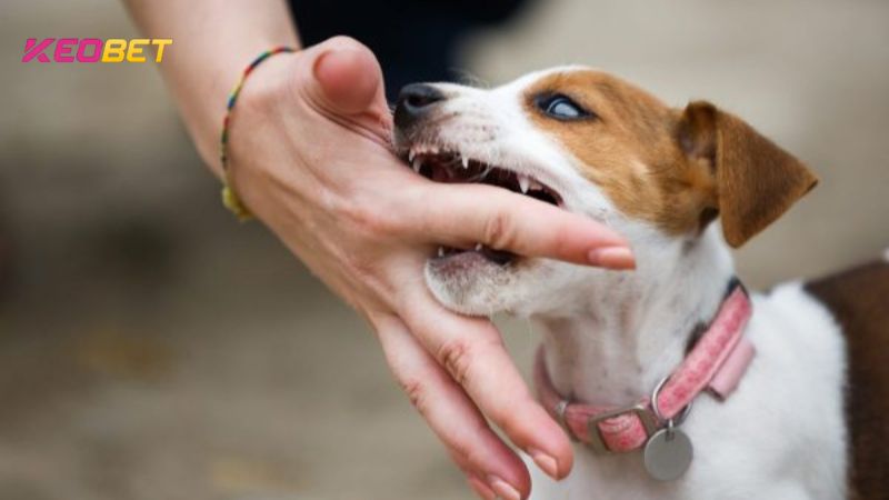 สีขนของสัตว์ยังช่วยให้คุณถอดรหัสความฝันที่ถูกสุนัขกัดให้เป็นผลลัพธ์ที่แตกต่างกันได้อีกด้วย