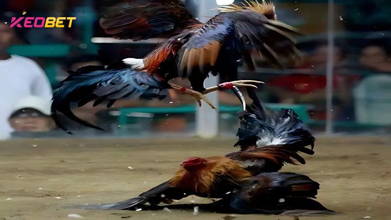 ระยะเวลาการแข่งขันไก่ชนจะขึ้นอยู่กับผลงานของไก่ชนทั้งสองตัวโดยตรง