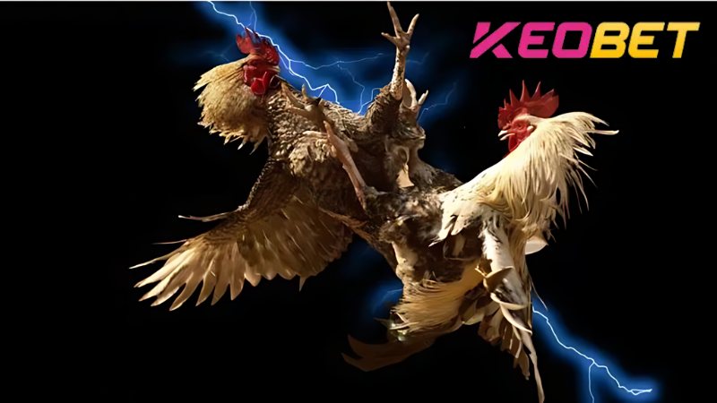 ล็อบบี้เดิมพันไก่ชน Keobet มีชื่อเสียง ปลอดภัย และเป็นมืออาชีพ