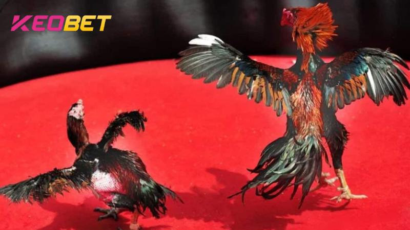 สรุปประเภทไก่ชน C1 ยอดนิยมที่ Keo bet