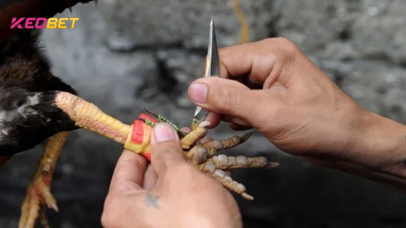เจ้ามือรับพนัน Keobet รู้ว่าสัตว์ที่เข้าร่วมการต่อสู้ด้วยมีดจะต้องมีอุปกรณ์เพิ่มเติม
