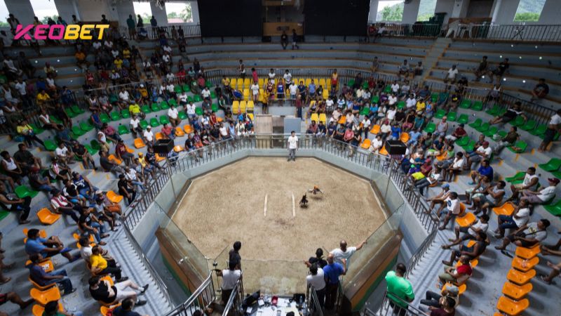 ผู้ที่ต้องการชมและเดิมพันการชนไก่สามารถไปที่ Cebu Coliseum ได้