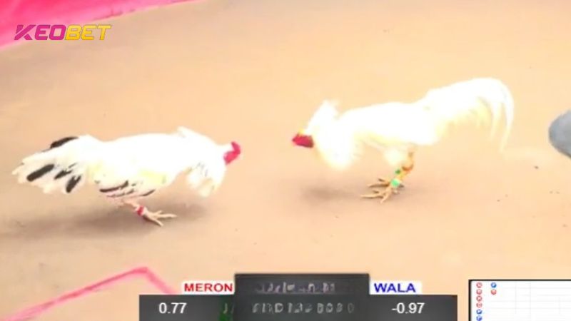 อย่าลืมตรวจสอบข้อมูลไก่ชนและอัตราต่อรองการชนไก่สดที่จัดทำโดยเจ้ามือรับพนัน Keobet อย่างละเอียด