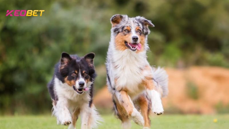 การตีความทางจิตวิญญาณของความฝันว่าถูกกัดสามารถเผยข้อความมากมายให้กับคุณได้